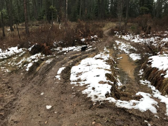 Parts of the trail are badly ripped up by dirtbike use