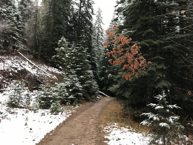 Trail A is an old logging road for most of the way