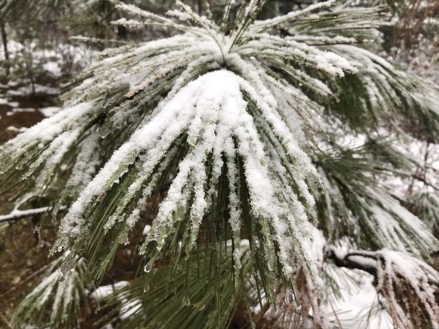 A frosted pine