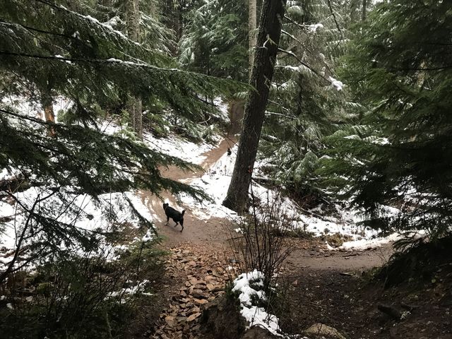Intersecton of trail A (left) and #4 (right)