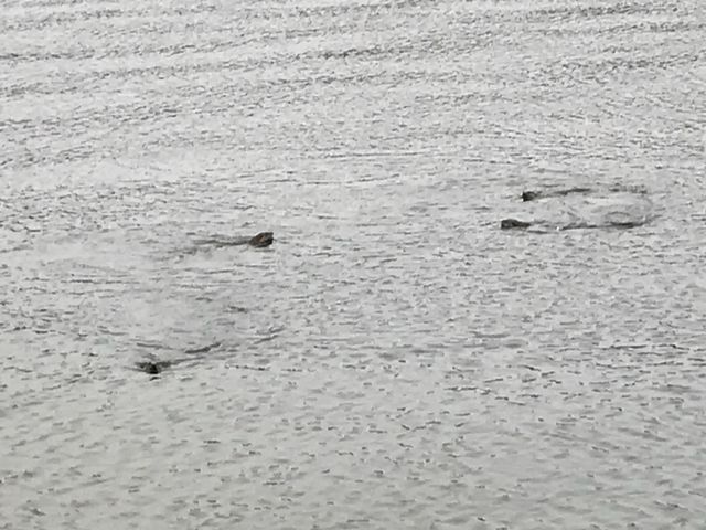 A family of otters frolicking in the lake