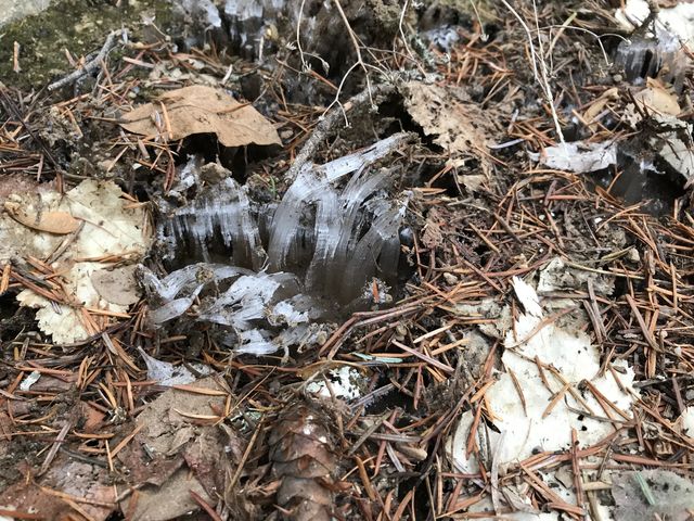 Icicles pushing through the rotting leaves like sprouting mushrooms