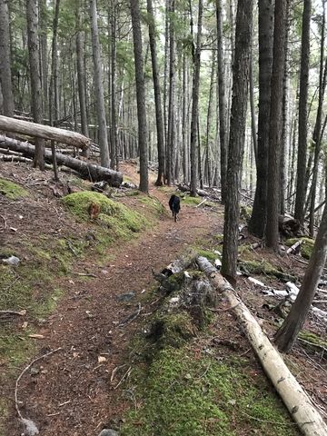 The trail is mostly single-track meandering through the woods