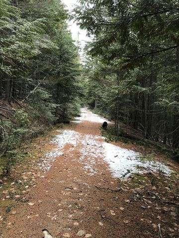 On old logging road serves as the trail bed on approach to Bottle Bay
