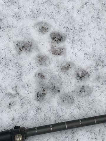 Probably cougar prints