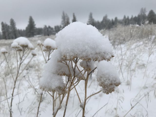 Flower stalks