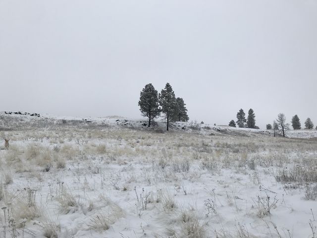 A few lone pines dot the parcel