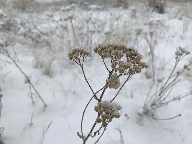 There are lots of flower and grass heads