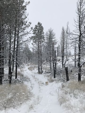 The trail enters a coulee that is fairly densely forested, although many trees are burnt