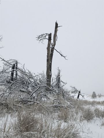 Dead trees dot the landscape