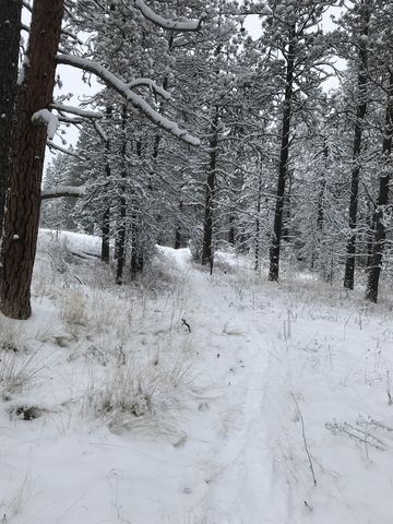 The Bluebird trail starts out as a single-track