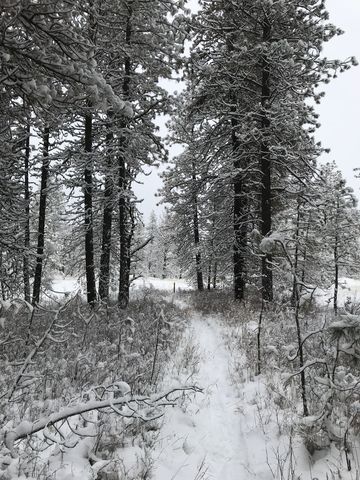 Much of the Bluebird trail leads through light Ponderosa forest,…