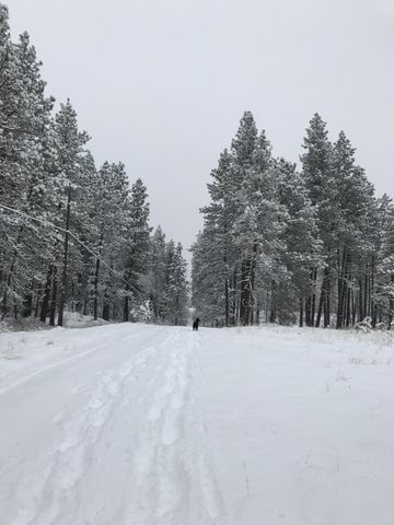 Soon the Bluebird trail morphs into a double-track and remains that way until it meets up with the Auto Route