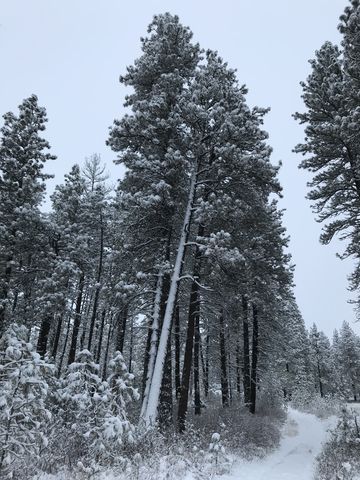 Trail to Kepple Lake overlook