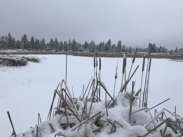 Cattails on the edge of Blackhorse Lake