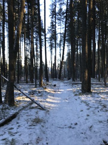 Trail leading through open forest