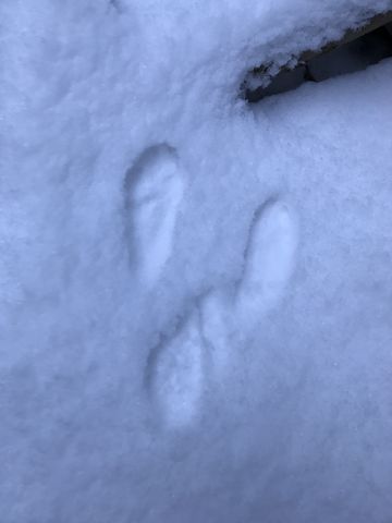 Bunny tracks