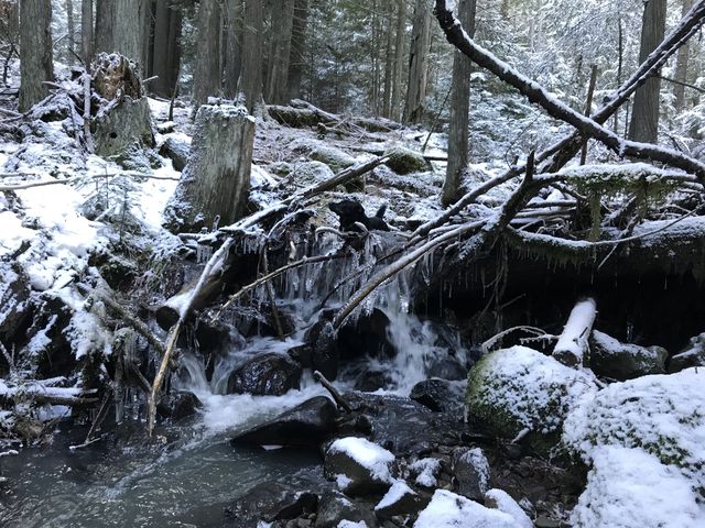 Naughty taking a quick bath in the icecold water (above the icicles). The air temperature was around 15 degrees