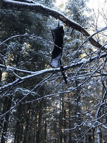 A marten who committed suicide. No, just a piece of bark….