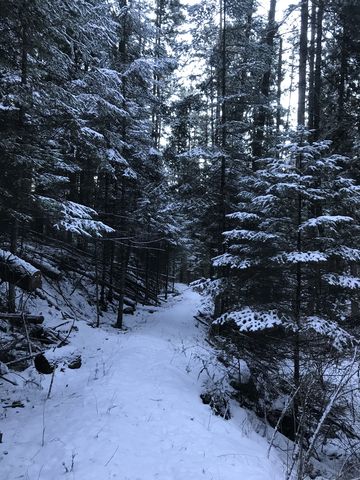 The trail follows an old logging road