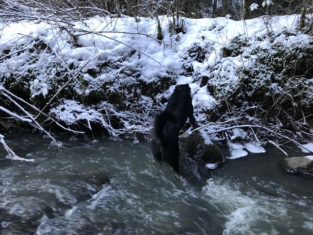 This creek crossing was the trickiest. Naughty waded right through and the Scribe found…