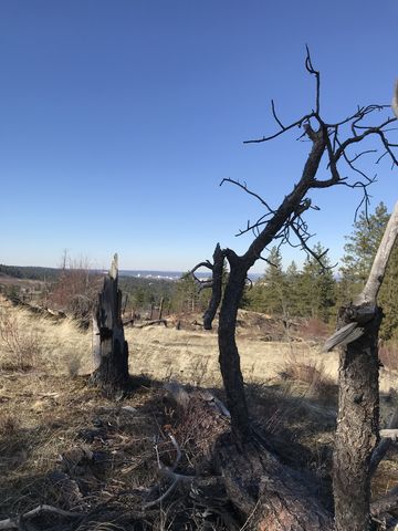 Snag in a burnt section (2008 fire)