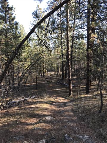 Much of the trail leads through woods. This is along the Goldback Loop Trail