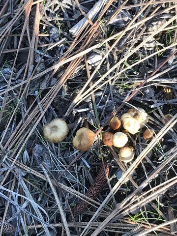 A few early mushrooms