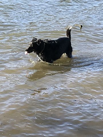 Naughty cooling down in the Spokane River