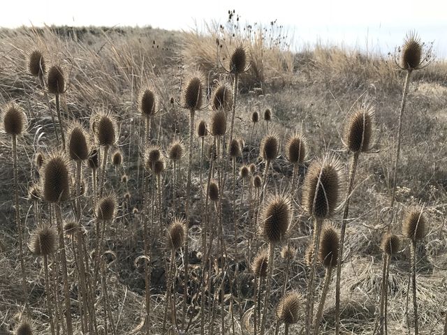 Seedheads from last years crop. Wildflowers will pop in bright colors in April
