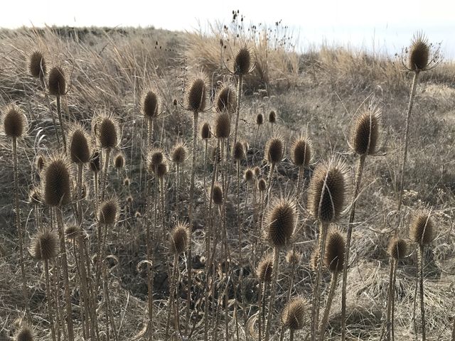 Seedheads from last years crop. Wildflowers will pop in bright colors in April