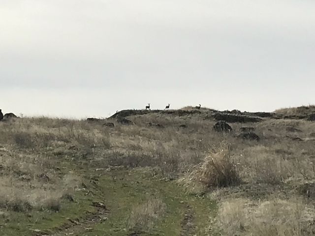 A herd of mule deer atop a basalt butte