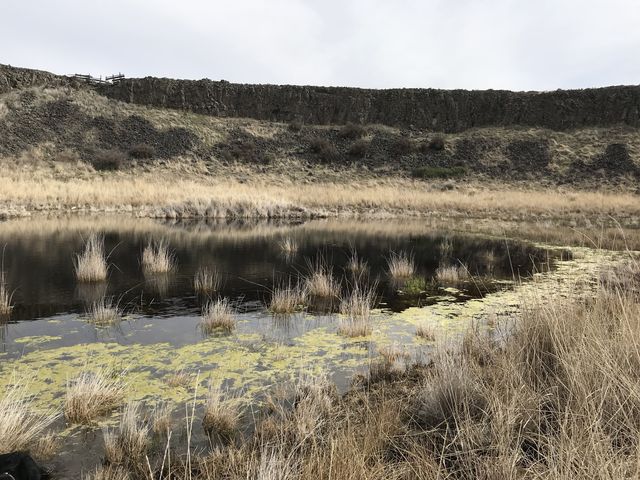 As the trail winds through multiple coulees, you come across many small ponds, frogs announcing each from afar