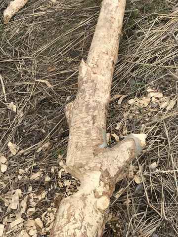 There are only a few trees along the creek, and a few fell victim to travelling beavers…