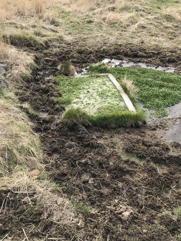 A spring, abused by cows, on the eastern Rock Creek bank between Escure Ranch and Breeden Road