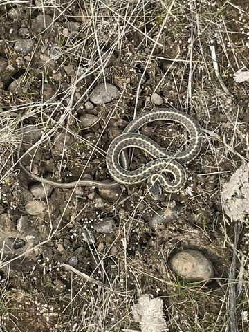 …and a garter snake
