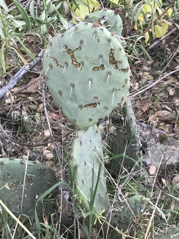 Youll frequently come across cacti along the trail