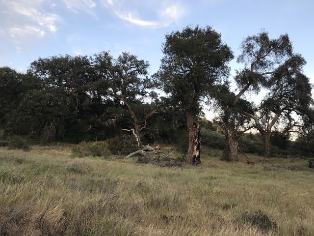 Live oak trees