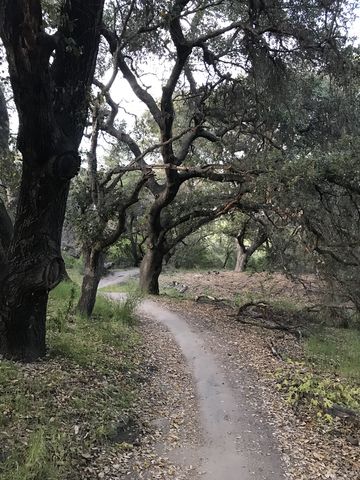 Serrano Cow Trail