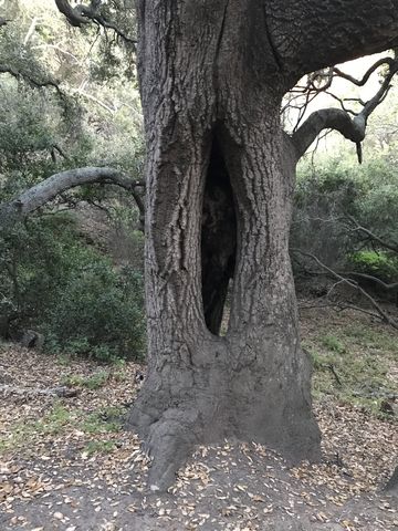 A hollow tree along Serrano Cow Trail