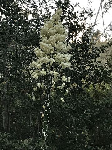 Sorry…not familiar with most of the plants in this part of the country…