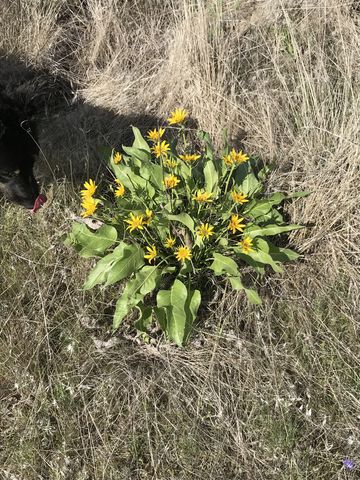 Arrowleaf balsamroot