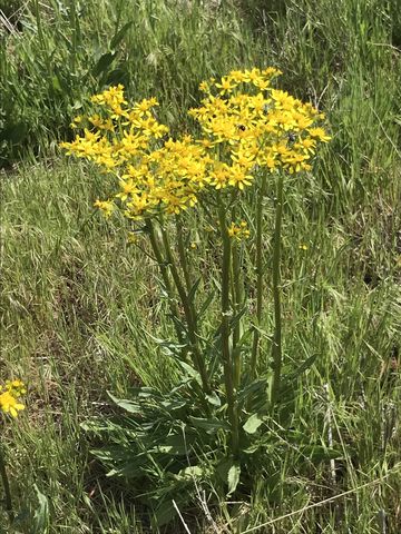 Spring flowers were abundant