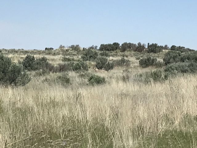 Coyote (in the center of the photo)