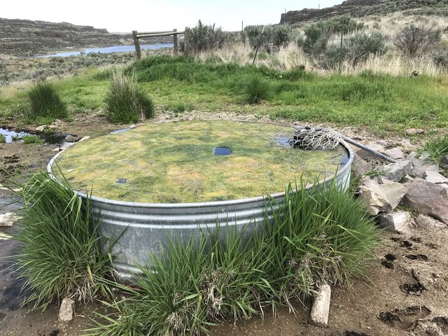 This stock tank is the only reliable source of water between Odessa and Lakeview Ranch