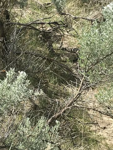 A rattlesnake in the upper half of the photo. Tail and head raised