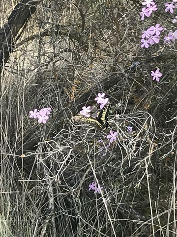 Spring flowers and a lone butterfly