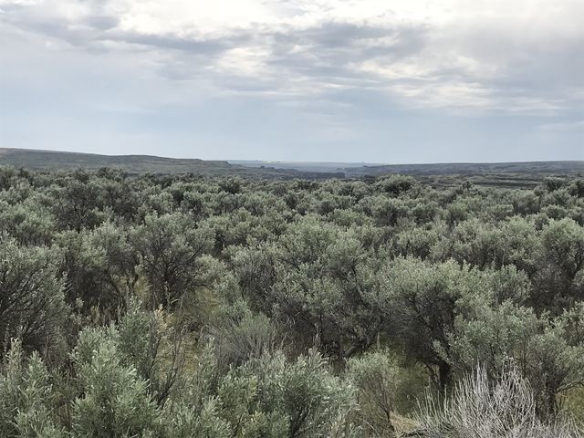 Sagebrush desert on the OHV trail