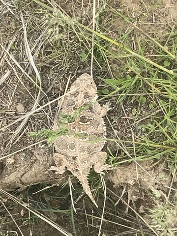 Horned toad