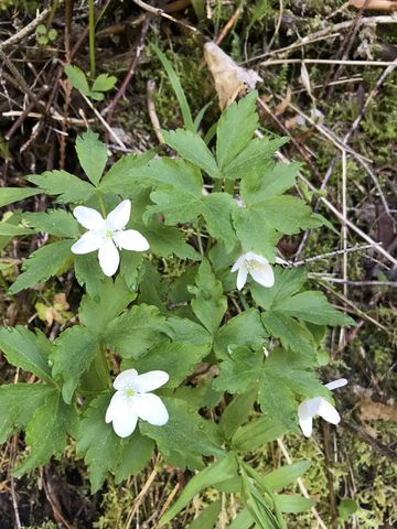 Spring flowers abound